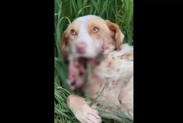 MONSTRUOZNO ZLOSTAVLJANJE PSA U PRIJEDORU: Nepoznata osoba mu pucala u usta, bori se za život!