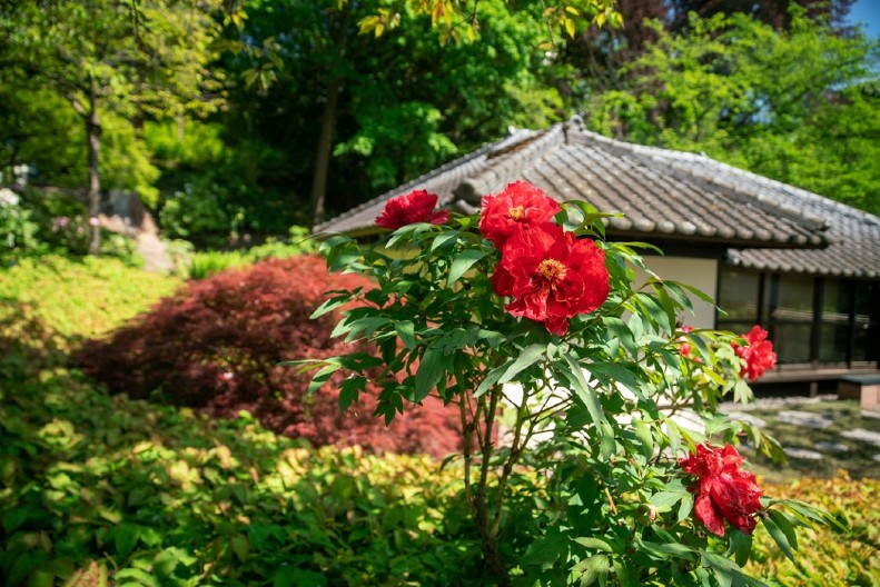 VERUJE SE DA DONOSI SREĆU ONOM KO GA ZASADI Ovaj najlepši majski cvet štiti kuću od zla i tera bedu