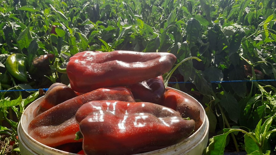 U NEMAČKOJ JE PAPRIKA LUKSUZ Cena eksplodirala pred praznike