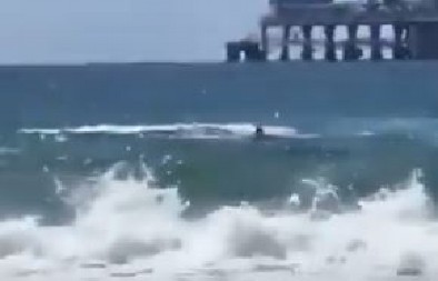 NESTAO U LOKVI KRVI! Horor na Mediteranu! Turisti gledali kako ga živog jede! (VIDEO)