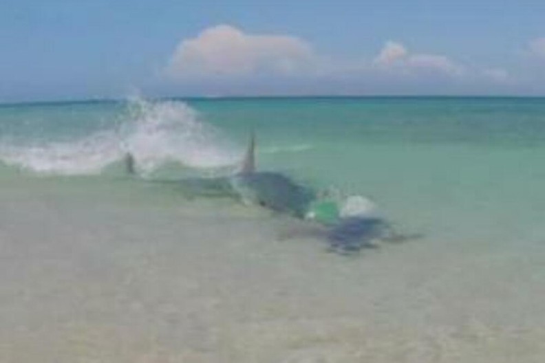 ČETVORO DECE OSTALO BEZ OCA! Pronađeni ostaci turiste kog je ajkula napala u Sredozemnom moru