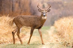 VIC DANA Ulazi jelen u birtiju, i kaže konobaru...