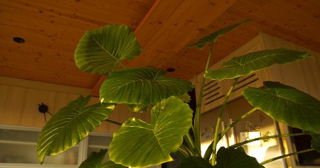 MNOGI SRBI GAJE OVU BILJKU U KUĆI, A NEMAJU POJMA KOLIKO JE OPASNA Izaziva gušenje i halucinacije, držite je što dalje od dečije sobe