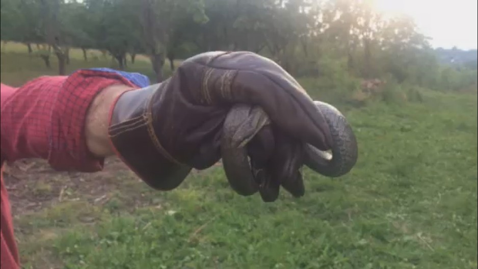 AUH, KAKAV ŠOK! Radnici fabrike u Malošištu stigli na posao, pa se prestravili: Dočekala ih ova ZMIJURINA (FOTO)