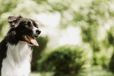 OVE PSE LJUDI NAJČEŠĆE BIRAJU ZA LJUBIMCE, ALI UVEK ZAŽALE Evo zbog čega