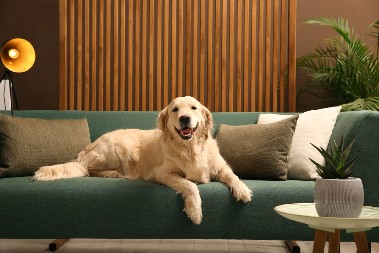 ZLATNI RETRIVER JE ODRASTAO, ALI JE JEDNA NAVIKA OSTALA ISTA Ljudi na mrežama potpuno razneženi - milion i po ljudi pogledalo snimak