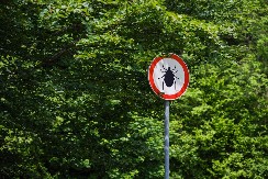 KAKO SE ZAŠTITITI OD KRPELJA DOK STE U PRIRODI? Nekoliko stvari je najvažnije - obratite pažnju