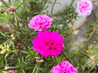 ŽENE U SRBIJI MASOVNO TRAŽE OVO CVEĆE Sadi se u maju, primiće se gde nijedno drugo neće, traje do jeseni i lako se održava