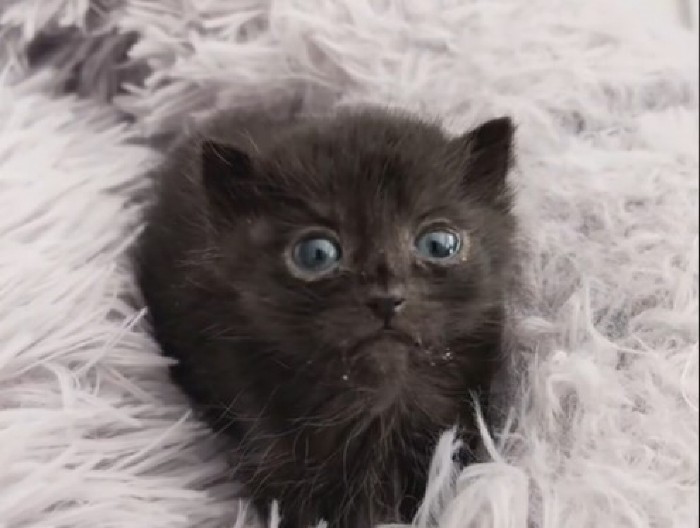 LJUDI NA MREŽAMA SU POLUDELI ZA OVOM PUFNICOM Neverovatno je majušna - ljudi ne veruju kada je vide