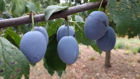 NISKE TEMPERATURE UNIŠTILE ROD Šteta se meri milonima evra