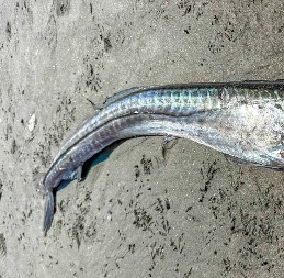 "MONSTRUM IZ DUBINA" ISPLIVAO NA PLAŽU Ljudi su bežali glavom bez obzira, a onda su ga ZGROŽENI naučnici otvorili! (FOTO)