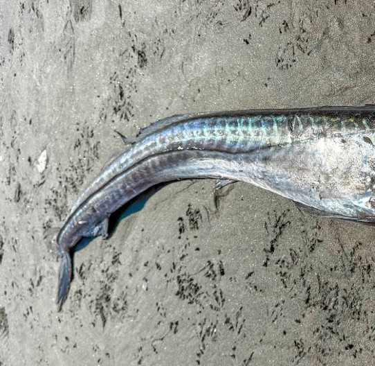 "MONSTRUM IZ DUBINA" ISPLIVAO NA PLAŽU Ljudi su bežali glavom bez obzira, a onda su ga ZGROŽENI naučnici otvorili! (FOTO)