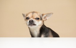 MALI SU, ALI PRGAVI Ove rase se smatraju najdrskijim - nije lako sa njima, ali ih vlasnici obožavaju