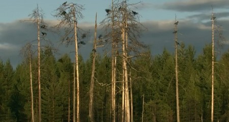 VIC DANA Razgovaraju Amerikanac, Rus i Srbin o šumama...