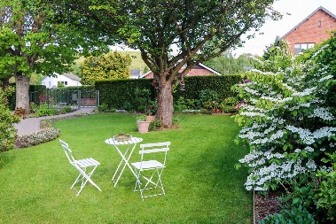 POSADITE OVO DRVO BLIZU KUĆE Veruje se da čuva od nesreće, a privlači ljubav i blagostanje