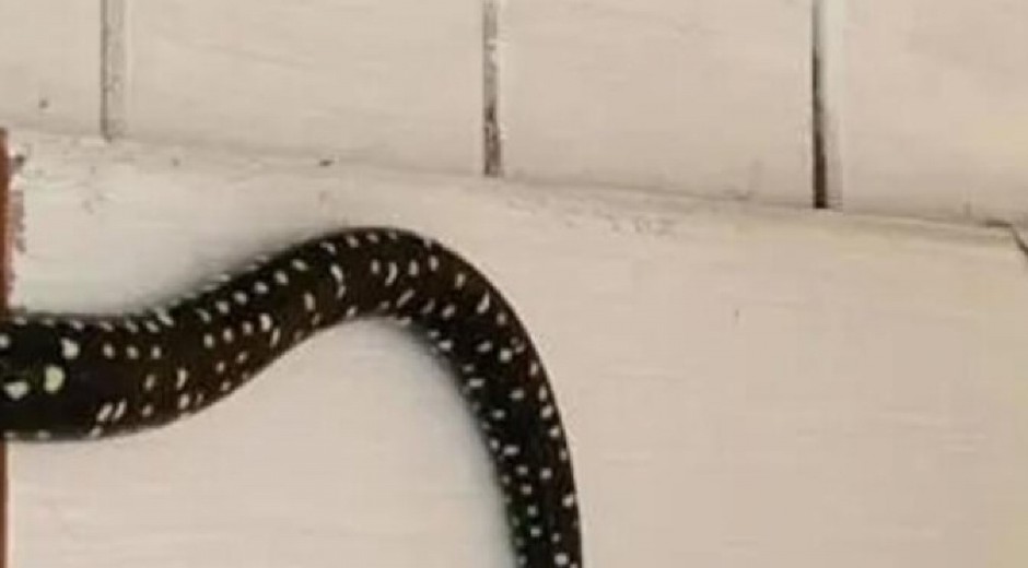 UŠAO JE U PODRUM I ZAČUO JEZIVO ŠIŠTANJE Kada je podigao pogled ugledao je zver od 3 metra, umalo se onesvestio od šoka! (FOTO)