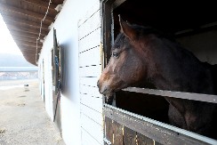 UŽAS U SUBOTICI Ljudi zatekli mrtvog konja na putu, policija odmah pronašla vlasnika!