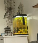 PAPAGAJ PEVANJEM ODUŠEVIO 287 MILIONA LJUDI Opsednut je hitom iz 1978. godine, odlepi kad čuje tu pesmu!