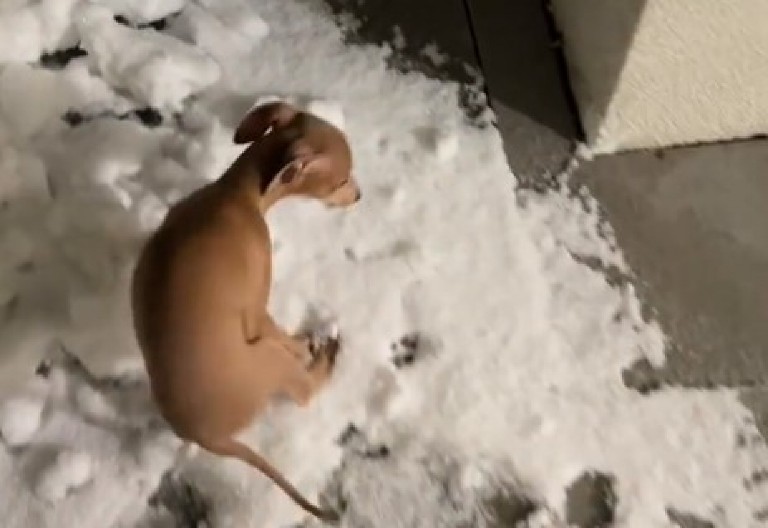 PAS PRVI PUT VIDEO SNEG, DA PUKNEŠ OD SMEHA Reakcija italijanskog hrta šokirala je sve, evo kako se završila njegova avantura! (VIDEO)