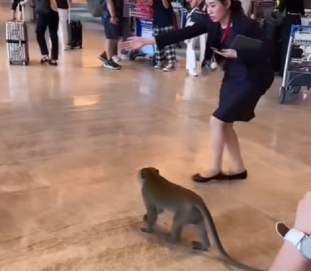 MAJMUN KRENUO NA PUT, DOŠAO DA SE ''ČEKIRA'' NA AERODROMU Urnebesna reakcija putnika i radnice će vam ulepšati dan! (VIDEO)