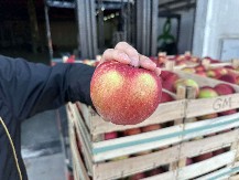 STVARALI SU JE 20 GODINA Uskoro stiže sasvim nova sorta jabuka