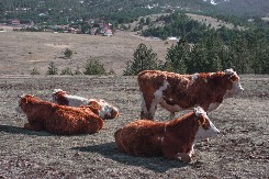 KOJU MUZIKU SLUŠAJU KRAVE EMIRA KUSTURICE? Poznati reditelj je puštao razne žanrove, ali krave su odlučile drugačije!