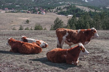 KOJU MUZIKU SLUŠAJU KRAVE EMIRA KUSTURICE? Poznati reditelj je puštao razne žanrove, ali krave su odlučile drugačije!