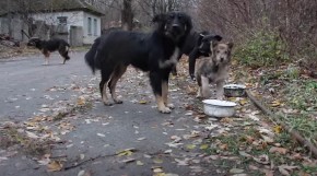 PSE U ČERNOBILJU JE ZRAČENJE PRETVORILO U MUTANTE: Ovo je šta su naučnici otkrili! (VIDEO)