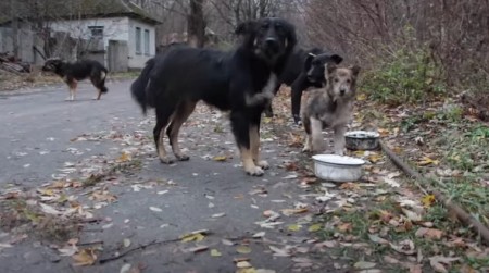 PSE U ČERNOBILJU JE ZRAČENJE PRETVORILO U MUTANTE: Ovo je šta su naučnici otkrili! (VIDEO)