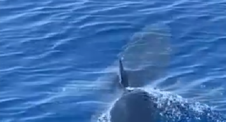 OSETIO JE NJENE ZUBE NA KOŽI Ribolovac se približio morskoj nemani, a kamera je sve snimila (VIDEO)