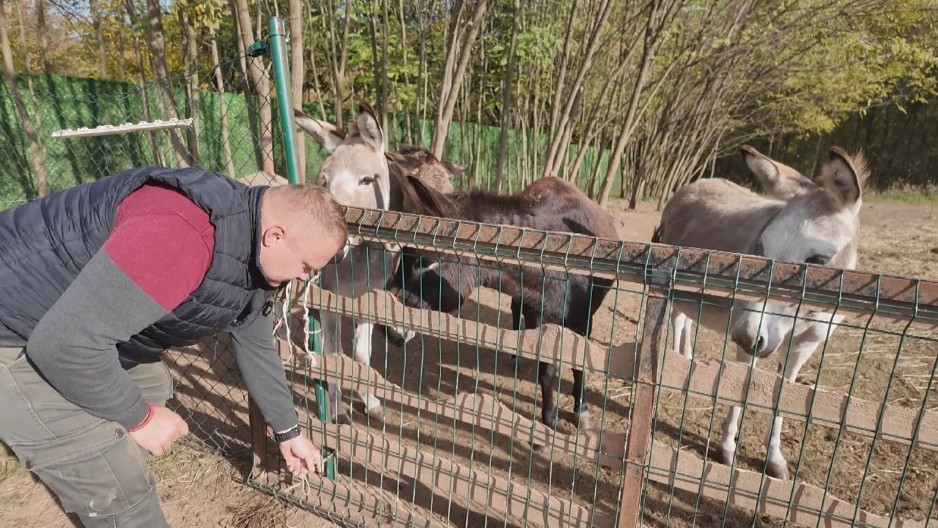 LITAR OVOG MLEKA KOŠTA 6.000 DINARA! Miloš iz Sisevca je mladi farmer koji ima 40 magarica i retke rase krava!