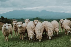 KINEZI IH STAVILI NA CRNU LISTU Zabranjen uvoz stoke i mesa iz Hrvastke i Poljske