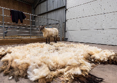 STOČARSTVO SE POTPUNO MENJA Robot obavlja posao radnika, i to bolje