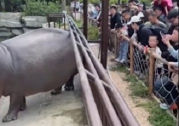HOROR USRED ZOOLOŠKOG VRTA Masa turista vrištala i bežala – snimak zaprepastio internet! (VIDEO)