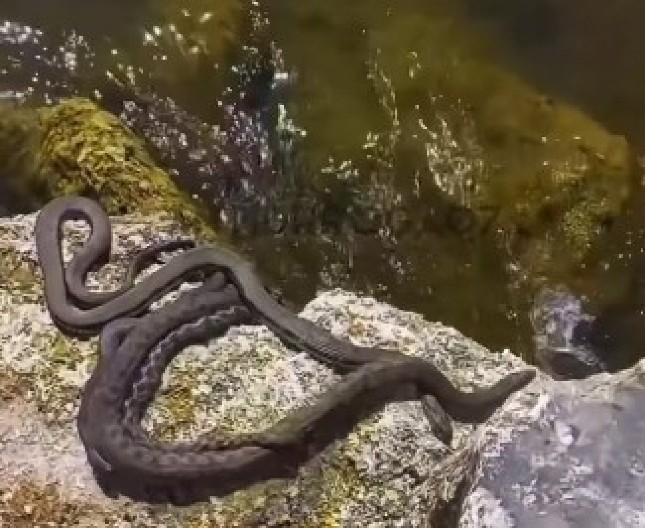 ODMAH ĆE POBEĆI Ako vidite da vam zmija prilazi samo uradite ovu stvar