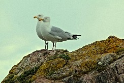 NEVEROVATNO Kada čujete ove galebove, nećete verovati čega su se dosetili - moraćete da pojačate zvuk
