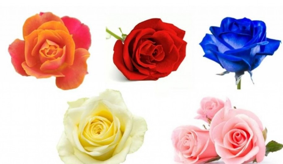 IZABERI RUŽU I OTKRIJ KADA ĆE TI SE ŽELJA OSTVARITI! Test koji razotkriva tvoju PODSVEST