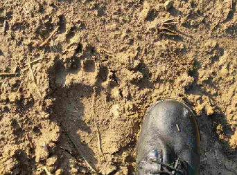 ŠABAČKIM SELOM ZAVLADALA PANIKA, GLADNA ZVER LUTA PO PLANINI! Lovci na nogama, meštani u strahu