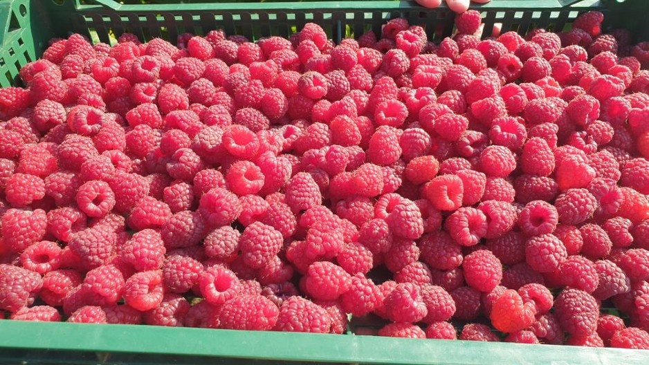 BROJI SE SITNO DO POČETKA BERBE SRPSKOG CRVENOG ZLATA Šta malinari mogu da očekuju ove sezone?