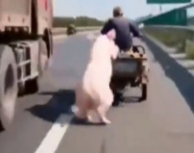 AU, ŠTA JE OVO, LJUDI MOJI? Svinja iskočila iz kamiona u punoj brzini, ono što je usledilo prestravilo prolaznike! (VIDEO)