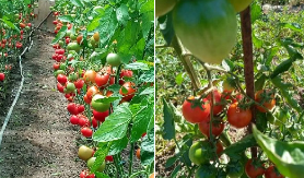 BILJNE VAŠI I PLEMENJAČU NEĆETE NI VIDETI Paradajz od ovog đubriva postaje otporan na sve bolesti i rađa duplo više