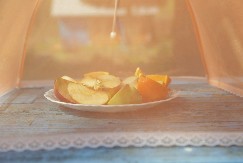 MUVE OD NJE BEŽE KAO LUDE! Samo stavite ovu namirnicu na prozor i nećete ih videti, NIJE HEMIJA, A MIRIŠE