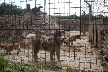 HOROR U AZILU U VELIKOM GRADIŠTU! Kako je jedan volonter doprineo smrti 120 pasa, saznajte sve detalje!