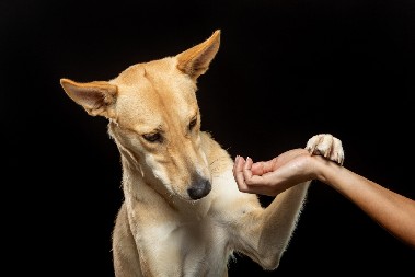 KADA VAS PAS DODIRUJE ŠAPOM, TO ZNAČI SAMO JEDNO Evo šta ljubimci pokušavaju da vam kažu