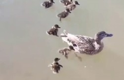 SRCEPARAJUĆI PRIZOR NA NOVOM BEOGRADU Jato vrana napalo pačiće, a onda se pojavio on - snimak će vam izmamiti suze! (VIDEO)