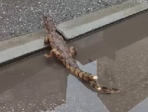 ŠOK U NIŠU! Ljudi ostavili KROKODILA na ulici, građani odmah alarmirali policiju (VIDEO)