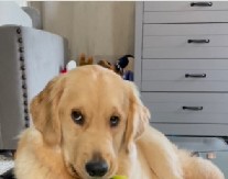 KAKAV LOPOV Uhvaćen na delu, a pravi se lud - ovaj pogled se ne zaboravlja