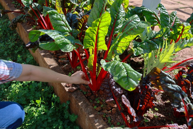 LIŠĆE CVEKLE ZDRAVIJE OD KORENA Mnogi zeleni deo bacaju, a puno je vitamina i minerala, evo kako se sprema