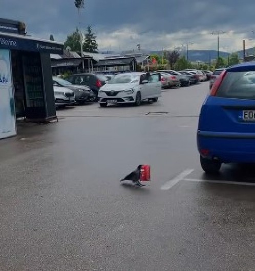 VRANA UKRALA SMOKI SA TRAFIKE Snimak ima dva miliona pregleda, komentari su urnebesni: "Ajde ti sad objasni šefu..."