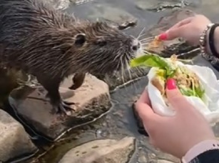 SUSRET PORED REKE SE PRETVORIO U HOROR  Mislila je da hrani dabra, kad je shvatila kakvog monstruma je pipnula, prevrnuo joj se želudac! (VIDEO)